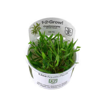 Cryptocoryne Wendtii Green 1-2 Grow/Invitro