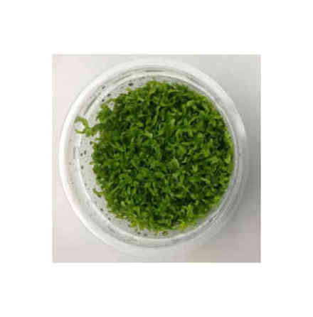 Hemianthus Glomeratum/Hemianthus micranthemoides Pearl weed 1-2Grow