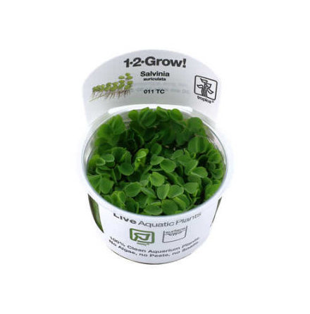 Salvinia auriculata 1-2 Grow