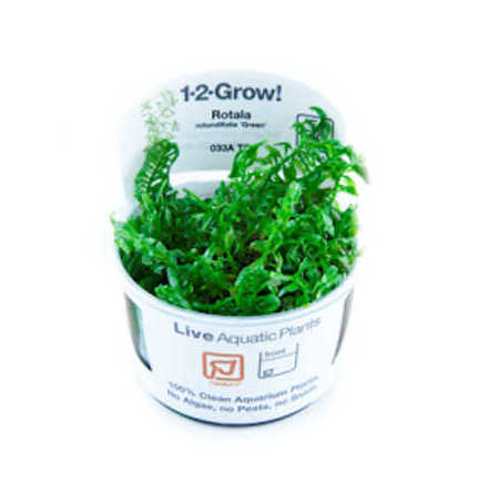 Rotala Rotundifolia Green 1-2 Grow