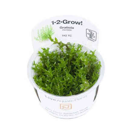 Gratiola Viscidula 1-2 grow