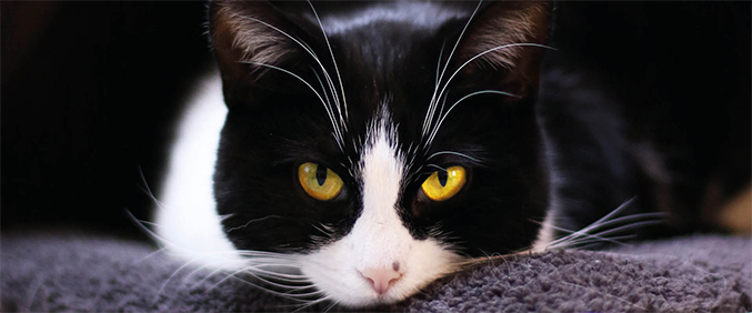 Katt