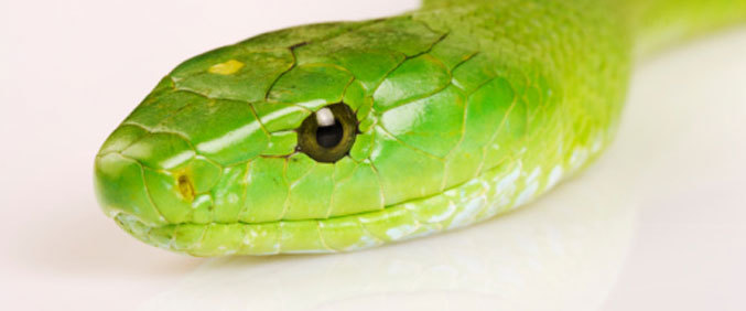 Reptil