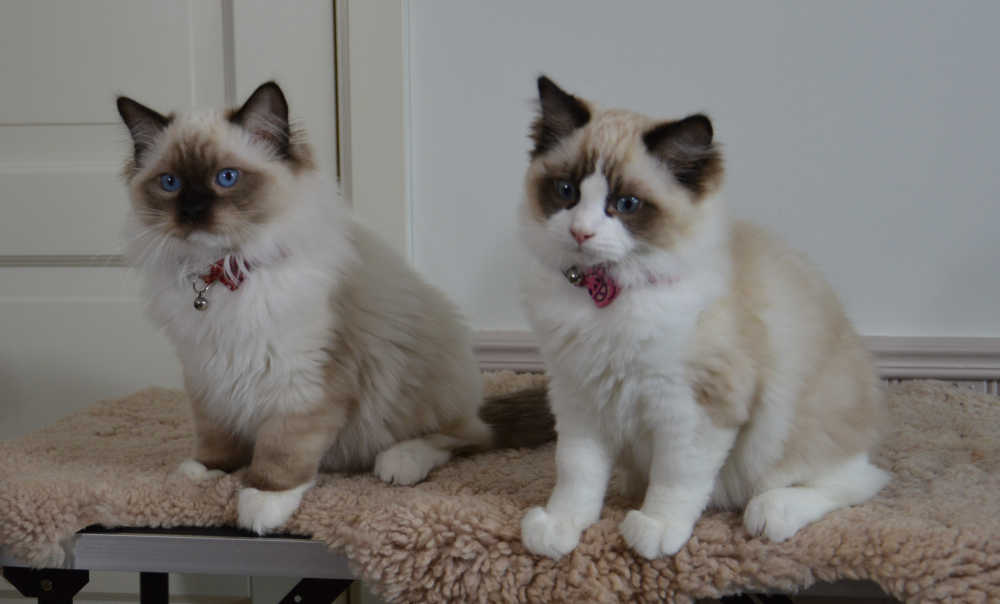 Ragdoll Benjamin och Bernard